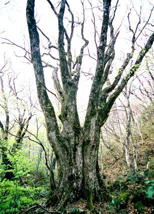 薬師岳のミズナラ