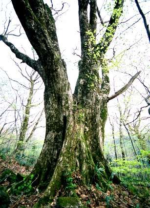 薬師岳のミズナラ