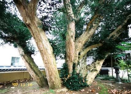 市立図書館のカヤ