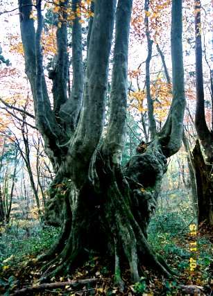 草薙のブナ