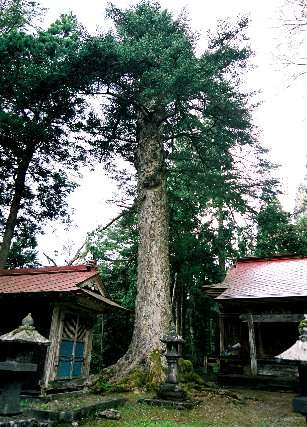 小倉神社のモミ
