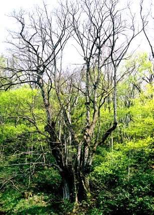 地蔵院のシナノキ