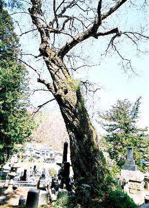 長泉寺のお化けクリ