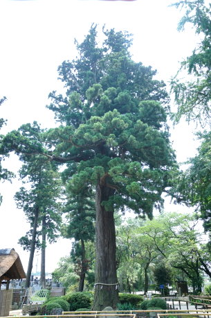 六地蔵寺のスギ