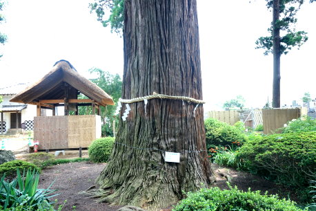 六地蔵寺のスギ