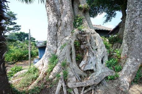 中居のタブノキ