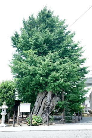 中野八幡宮のイチョウ