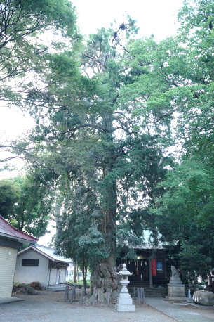 八幡神社のカヤ