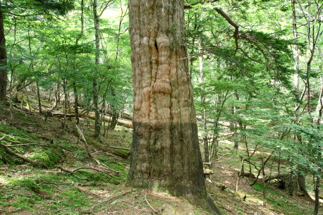 雲取山大ダワのアララギ