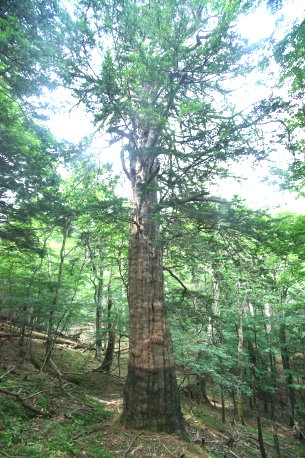 雲取山大ダワのアララギ