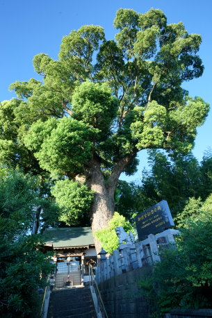 小山御領神社の楠