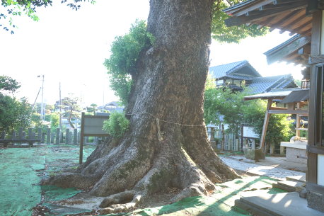 小山御領神社の楠
