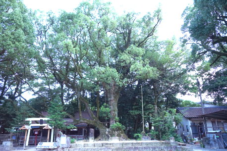 青井阿蘇神社のクスノキ