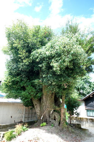 八坂神社のアラカシ