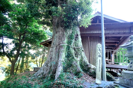 竹迫阿蘇神社のイチイガシ