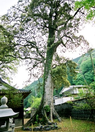 宮園阿蘇神社のイチイガシ