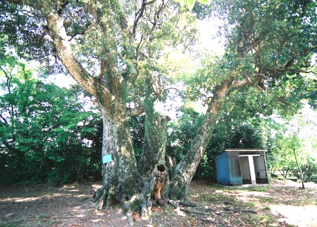 牛塚神社のタブノキ