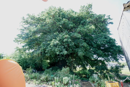 志岐城下のアコウ