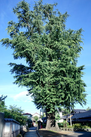 長善坊の公孫樹