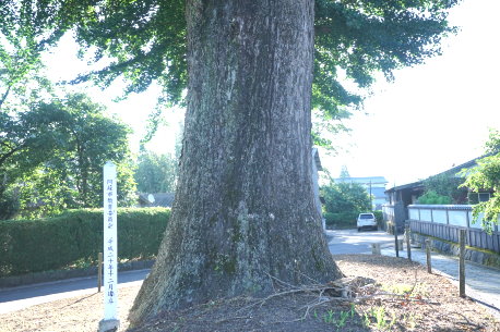 長善坊の公孫樹