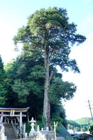 亀山八幡神社のツガ