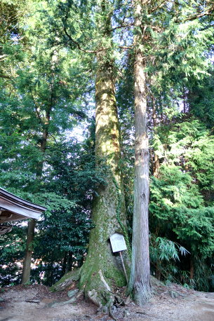 亀山八幡神社のモミ