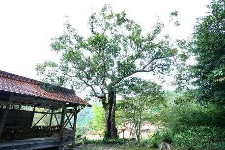 今原八幡神社のナラガシワ　No2