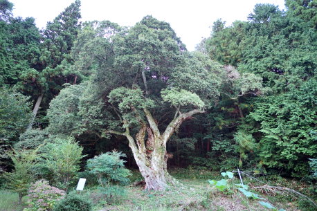 森岡家のウラジロガシ