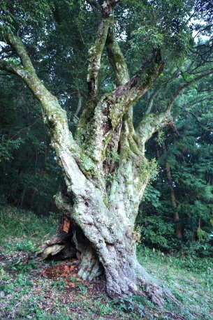 森岡家のウラジロガシ