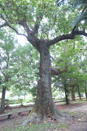 吉島公園のキリ