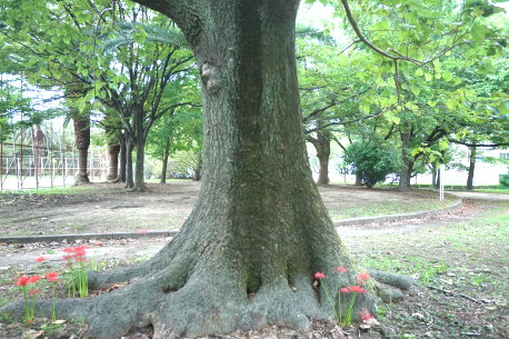 吉島公園のキリ