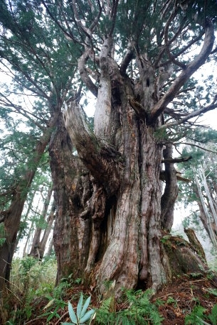 細蔵の大杉