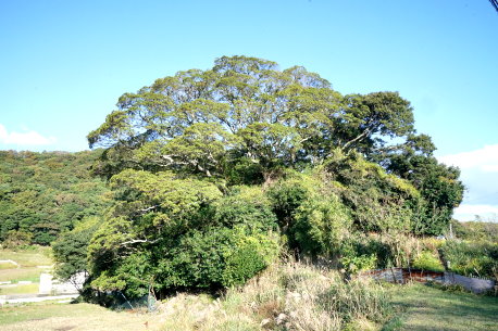 千草のホルトノキ