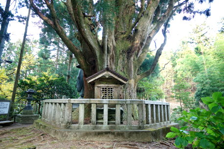 左右内の一本杉
