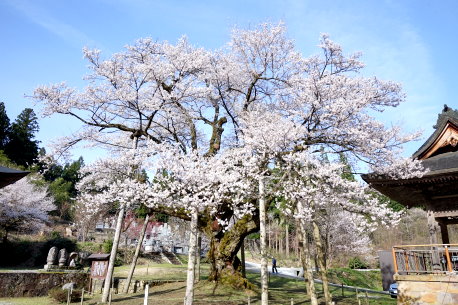 明日の大桜