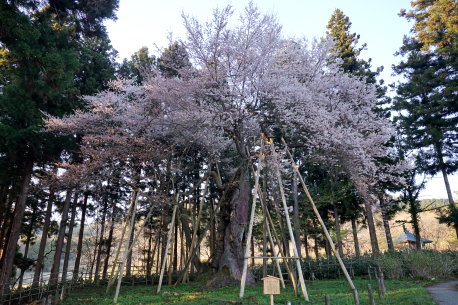 磐梯神社の木ざし桜