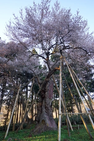磐梯神社の木ざし桜