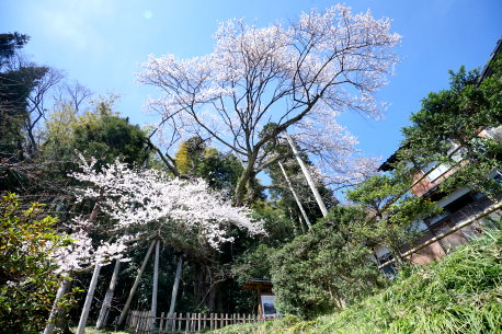 余川古寺の桜