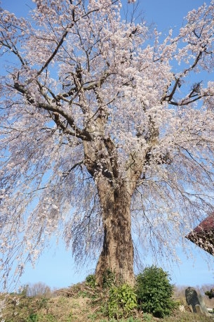 山田の天王桜