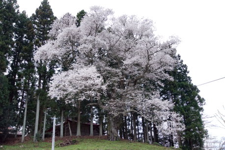 成田神社の種まき桜