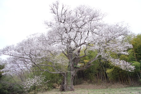 南成田の大桜