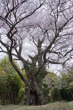 南成田の大桜