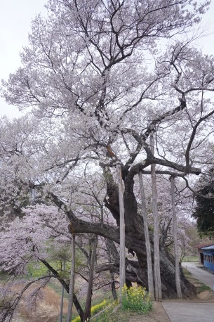 祭田の桜