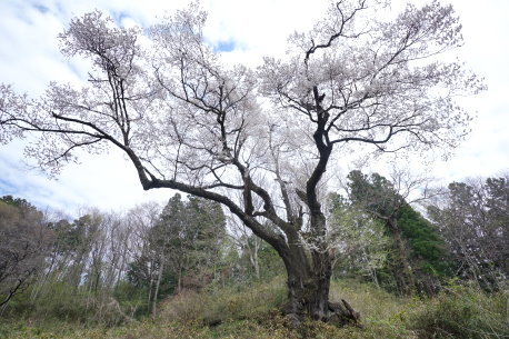 窪桜