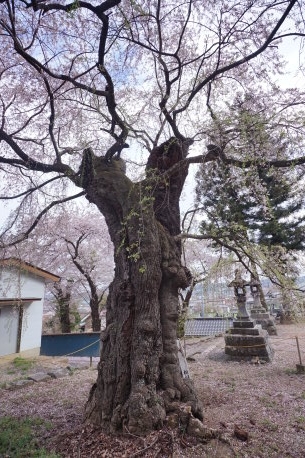 諏訪山の桜