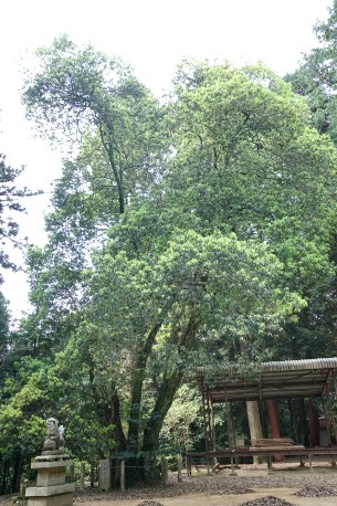 中の森八幡神社のアラカシ