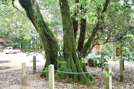中の森八幡神社のアラカシ