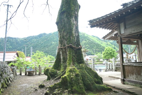 大歳神社のムクロジ