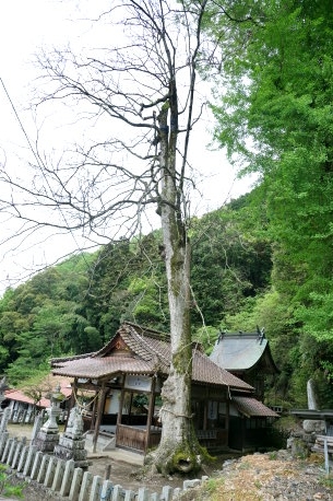 大歳神社のムクロジ