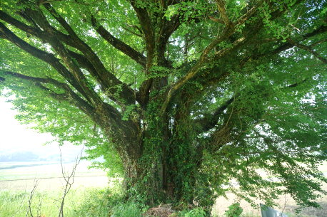 泉徳寺跡のイチョウ